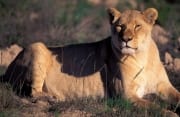 Resting Female lion (00010861)