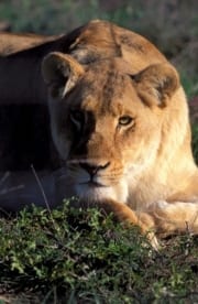 Resting Female lion (00010870)