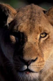 Female lion portrait (00010885)
