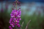 Fireweed on the Brooks River (00001418)