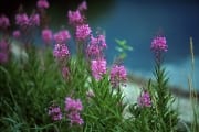 Fireweed in the katmai backcountry (00001430)