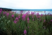 Fireweed in the Brooks River area (00001435)
