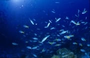 Blaugoldene Fuesiliere und andere Korallenfische (00017836)