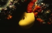 Gelber Schwamm im bunten Korallenriff (00017869)