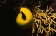 Gelber Schwamm im Korallenriff (00017872)
