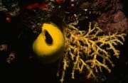 Gelber Schwamm leuchtet im Korallenriff (00017873)