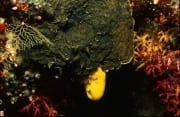Gelber Schwamm leuchtet im Korallenriff (00017874)