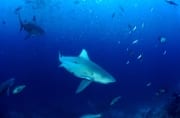 Bullenhaie aus dem offenen Meer erreichen das Riff (00018202)