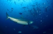 Bullenhai e und zahlreiche Fische am Shark Reef (00018203)