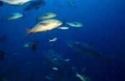 Bullenhaie und viele Fischarten am Riff (00018204)