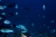 Bullenhai mit bunten Korallenfischen (00018213)