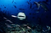 Bullenhai kommt aus dem tiefen Wasser ans Riff (00018248)