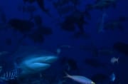 Bullenhai kommt aus dem dunklen tiefen Wasser (00018254)