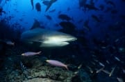 Bullenhai am Shark Reef aendert seine Richtung (00018261)