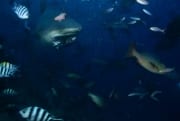 Bullenhai am Shark Reef hat sich einen Koeder geschnappt (00018262)
