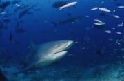 Aus dem tiefen Wasser kommt ein Bullenhai zum Shark R (00018266)