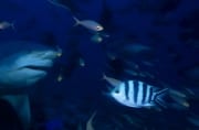Großer Bullenhai begegnet kleinen Fischen (00018274)