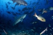 Bullenhai Schwergewicht am Shark Reef (00018276)
