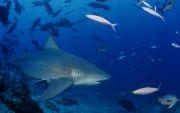 Bullenhai patrouilliert am Shark Reef (00018282)