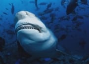 Bull Shark shows its teeth (00018291)