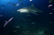 Bullenhai auf dem Weg ins tiefe Wasser (00018296)