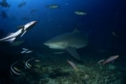 Bullenhai am Shark Reef (00018298)