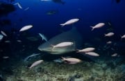 Bullenhai dicht ueber dem Meeresboden (00018318)