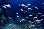 Bullenhai inmitten bunter Korallenfische (00018320)