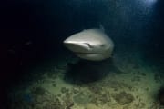 Markanter Bullenhai am Shark Reef (00018329)