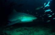 Bullenhai schwimmt am Riff entlang (00018331)