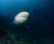 Bullenhai unterwegs zum Shark Reef (00018353)