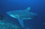 Bullenhai hat das Shark Reef erreicht (00018354)