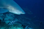 Bullenhai Portaet am Shark Reef (00018356)