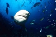 Bullenhai kommt zum Shark Reef (00018380)