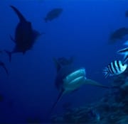 Bullenhai kommt vom offenen Meer ans Riff (00018402)