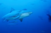 Bullenhai im blauen Wasser am Riff (00018411)