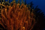 Farbenpraechtiger Federstern am Korallenriff (00018540)