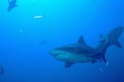 Zwei Bullenhaie vor dem Shark Reef (00018591)