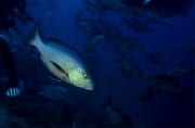Doppelfleck-Schnapper am Shark Reef (00018606)