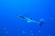 Gemeiner Schiffshalter am Shark Reef (00018641)
