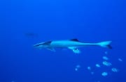 Gemeiner Schiffshalter am Shark Reef (00018642)