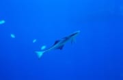 Gemeiner Schiffshalter am Shark Reef (00018643)
