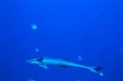 Gemeiner Schiffshalter am Shark Reef (00018644)
