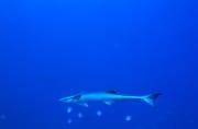 Gemeiner Schiffshalter am Shark Reef (00018645)