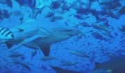 Bullenhai mit Rifffischen (00018979)