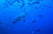 Bullenhai in Fischkonzentration (00018981)