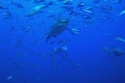 Bullenhai in Fischkonzentration (00018993)