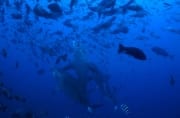 Drei vertikal aufsteigende Bullenhaie (00018994)