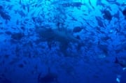 Bullenhai in einer Wand aus Fischen (00018995)