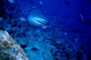 Frontal anschwimmender Bullenhai (00019003)